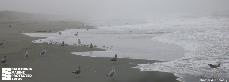 shorebirds on a foggy day at the beach